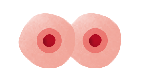 Samopregledovanje 4. korak
